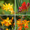 Crocosmia Montbretia Any Color Flower Bulb