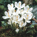 Crocus Vernus Jeanne D'Arc Dutch Crocus Color Flower Bulb