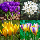 Crocus vernus Dutch Crocus Any Color Flower Bulb