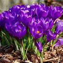 Crocus vernus Flower Record Dutch Crocus Color Flower Bulb