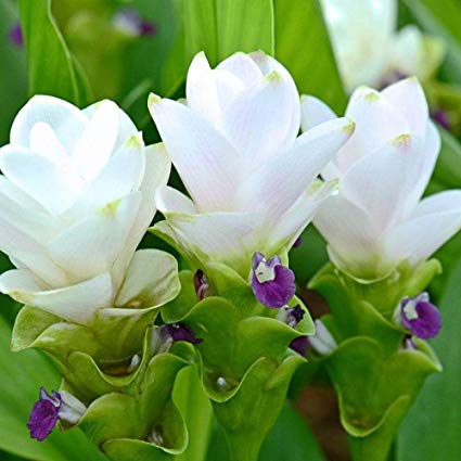 Curcuma White Color Flower Bulb
