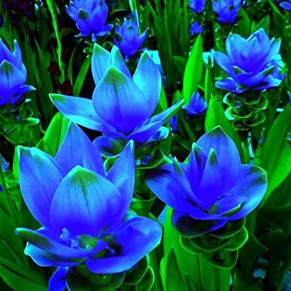 Curcuma Blue Color Flower Bulb