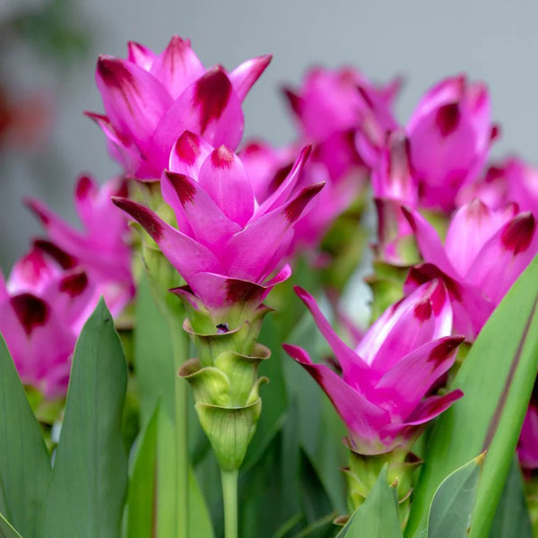 Curcuma Pink Color Flower Bulb