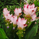 Curcuma Siam Tulip Pink White Color Flower Bulb