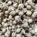 Curcuma Siam Tulip Pink White Color Flower Bulb
