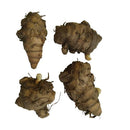 Curcuma White Color Flower Bulb