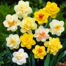 Daffodil Double Petal Any Color Flower Bulb