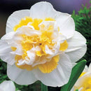 Daffodil Narcissus White Lion Flower Bulb