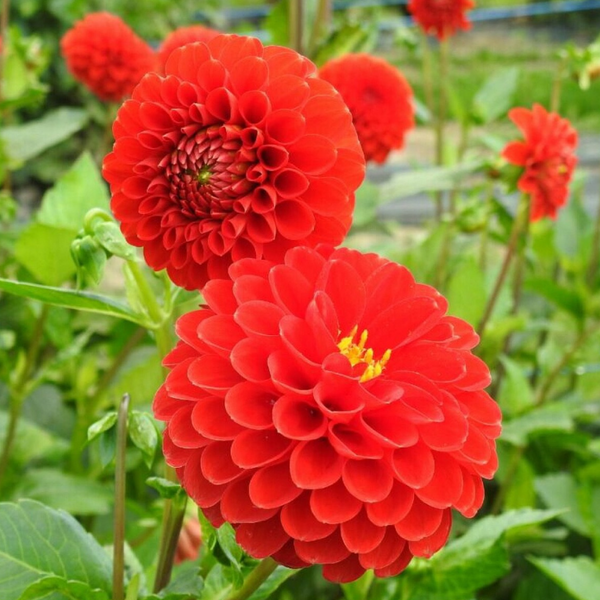 Dahlia Red Color Flower Bulbs