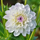 Dahlia White Color Flower Bulbs
