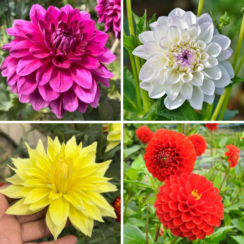 Dahlia Any Flower Bulbs