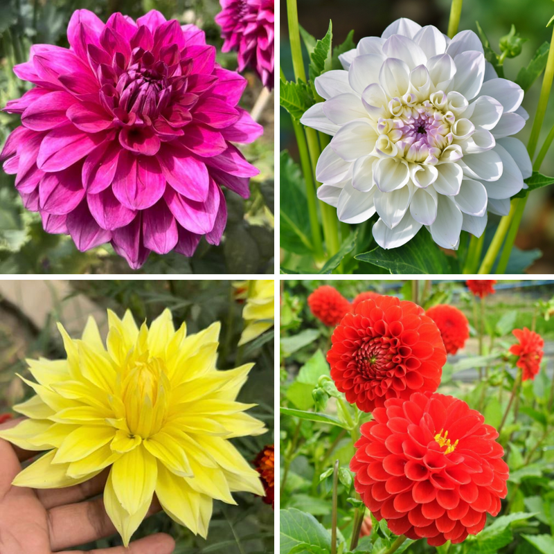 flower seeds and bulbs online shopping india Dahlia Any Flower Bulbs