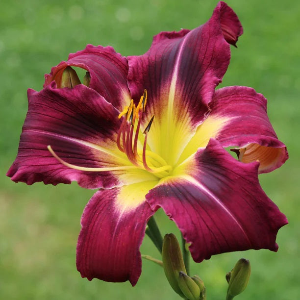 Day Lily Hemerocallis Chocolate Color Flower Bulb