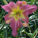 Day Lily Hemerocallis Pink Color Flower Bulb