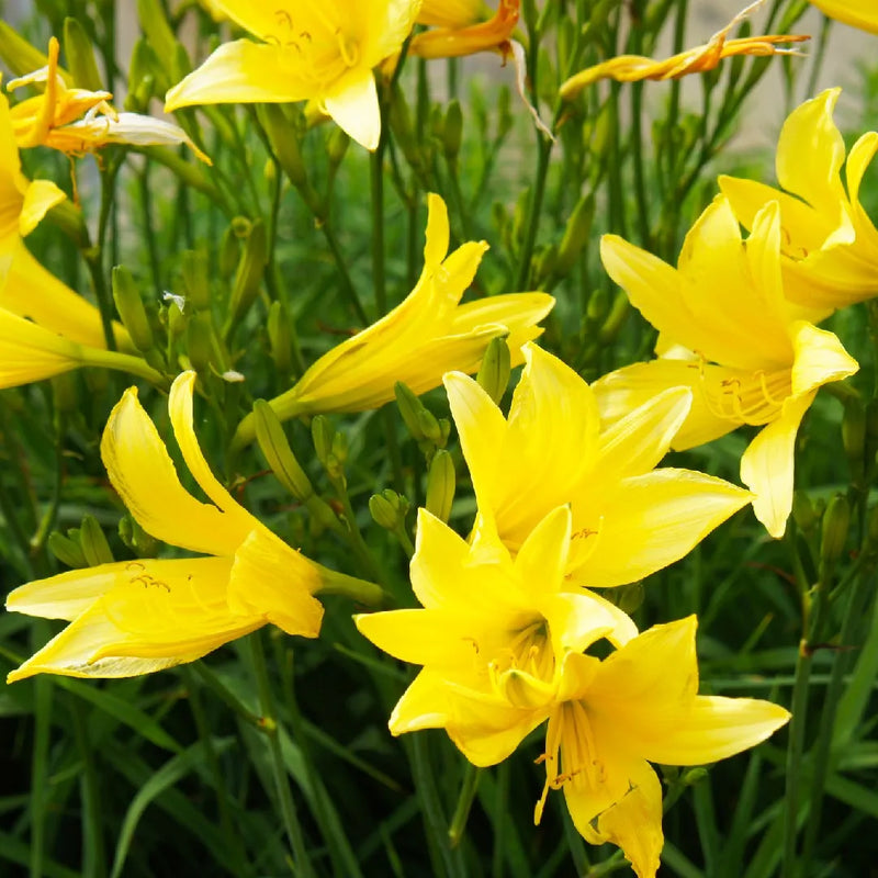 Day Lily Hemerocallis Yellow Color Flower Bulb