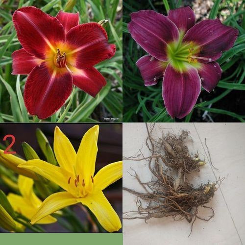 Day Lily Hemerocallis Mix Color Flower Bulb