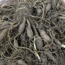 Day Lily Hemerocallis Chocolate Color Flower Bulb