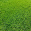 Doob Ghas Durva Grass Seeds