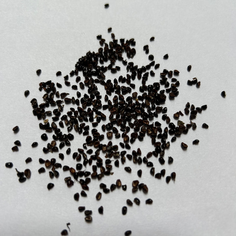 Astrophytum Myriostigma Fukuryu Cactus Seeds