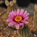Echinocereus Baileyi Var Brunispinus Cactus Seeds