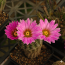 Echinocereus Bristolii Var Pseudopectinatus Cactus Seeds