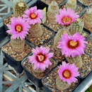 Echinocereus Reichenbachii Var Fitchii Cactus Seeds
