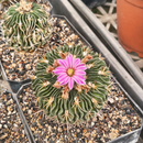 Echinofossulocactus Tecomovaca VZD Cactus Seeds