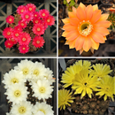 Echinopsis Colourful Mix Cactus Seeds