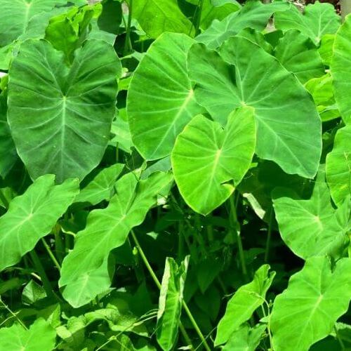 Alocasia Elephant Ear Leaf Flower Bulb