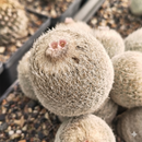 Epithelantha Micromeris Cactus Seeds