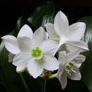 Eucharis Lily Amazon Lily Flower Bulb