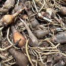 Ifafa Lily Any Color Flower Bulbs