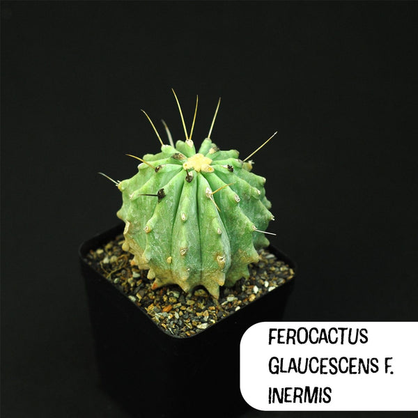 Ferocactus Glaucescens Inermis Cactus Seeds