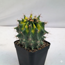 Ferocactus Herrerae Hybrid Variegated Cactus Seeds