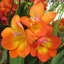 Freesia Orange Color Flower Bulb