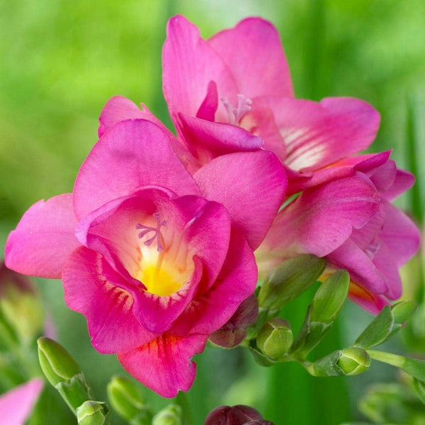 Freesia Pink Color Flower Bulb