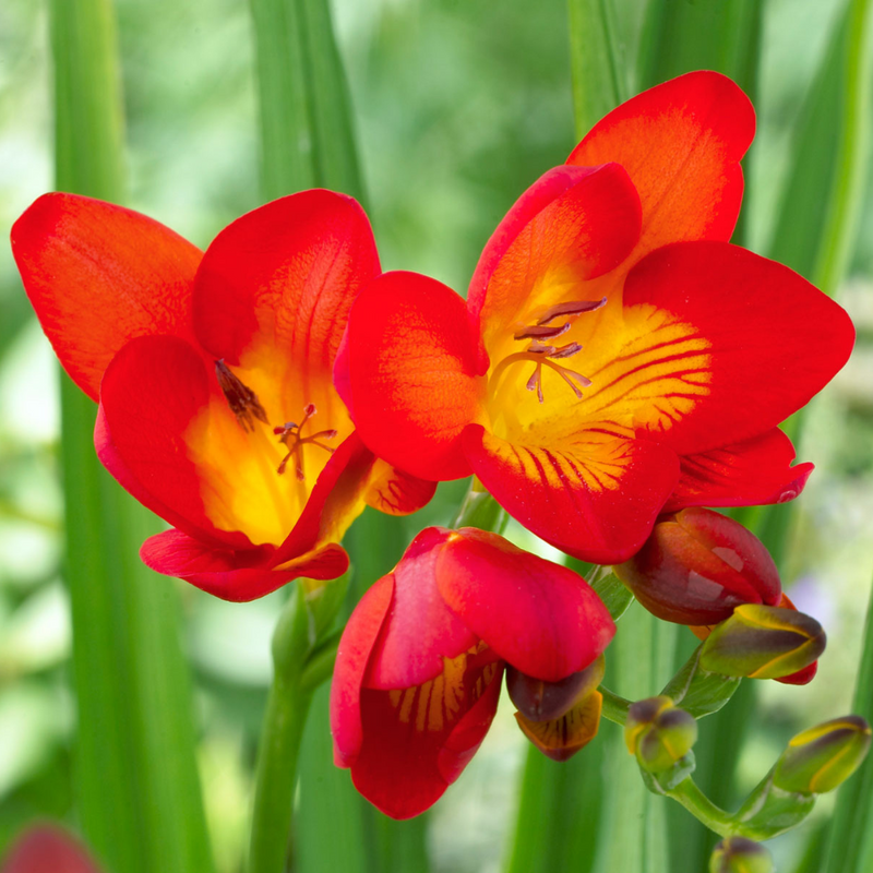 Freesia Red Color Flower Bulb