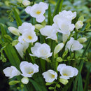 Freesia White Color Flower Bulb