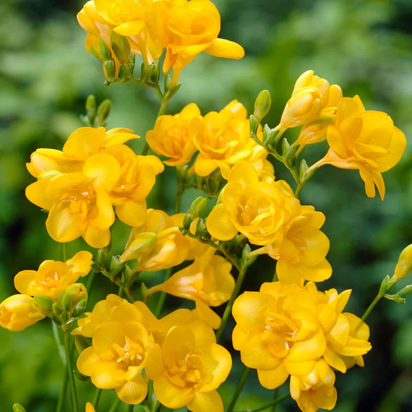 Freesia Yellow Color Flower Bulbs