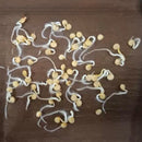 Capsicum Mix  F1 Hybrid Shimla Mirch | Vegetable Seeds