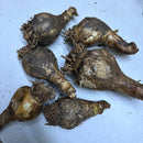 Spider Lily Any Color Flower Bulb