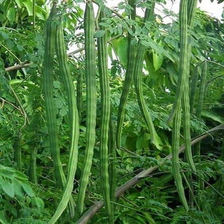 Moringa Drumstick Vegetable Seeds