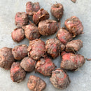 Sparaxis Flower Bulb Any Colour