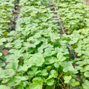 Strawberry Alpine Fragaria Seeds | Fruit Seeds