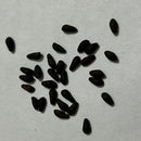 Cypress Vine Creeper Plant Any Color Flower Seeds