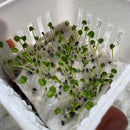 Basil Herb Plant Seeds
