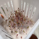 Celosia Pulmosa Mixed Color Flower Seeds