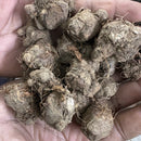 Caladium Aaron Color Leaf Imported Bulb