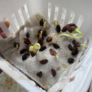 Amla Gooseberry Plant Seeds | Fruit Seeds