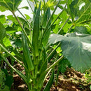 Bhindi Okra Desi Lady Finger | Vegetable Seeds